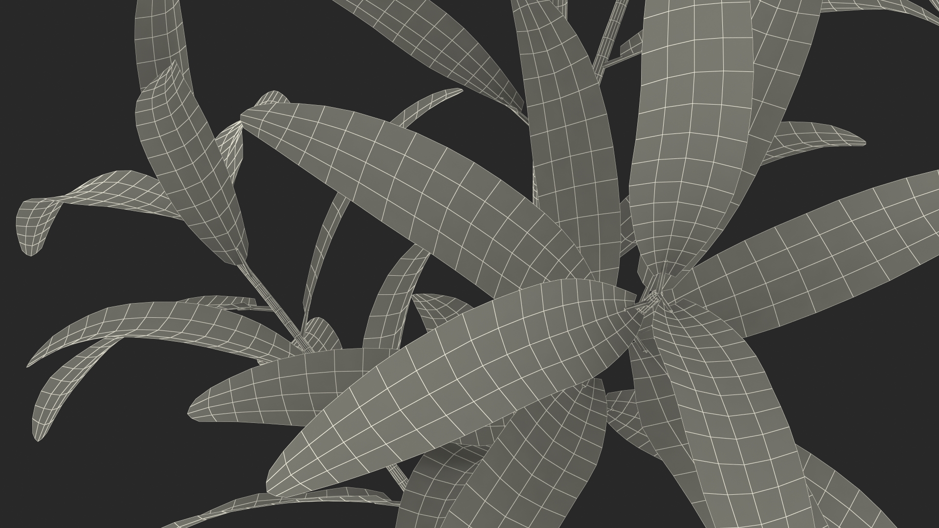 Euphorbia Griffithii Branch 3D