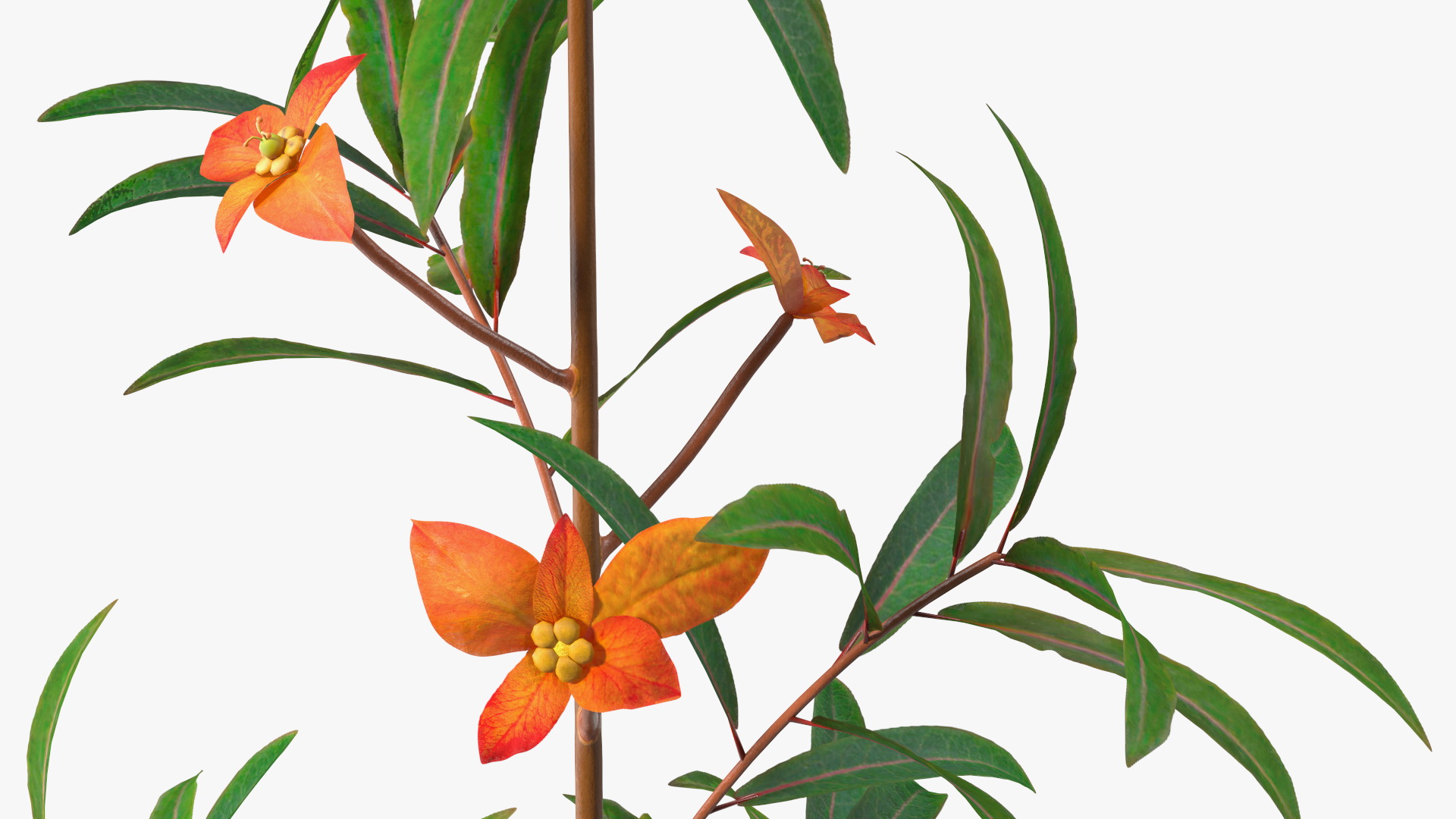 Euphorbia Griffithii Branch 3D