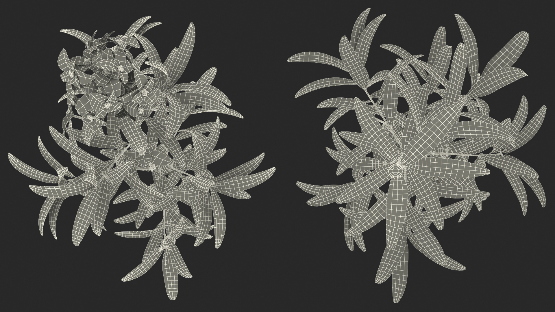Euphorbia Griffithii Branch 3D