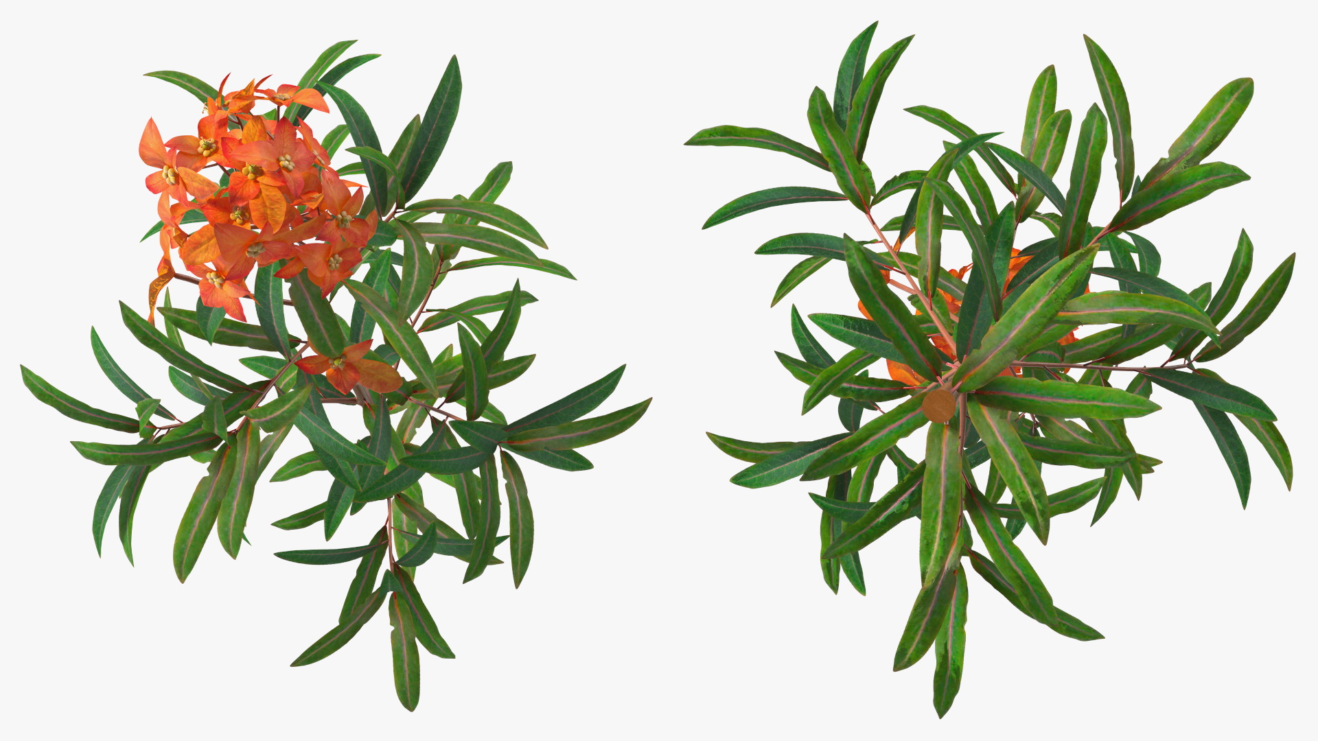 Euphorbia Griffithii Branch 3D