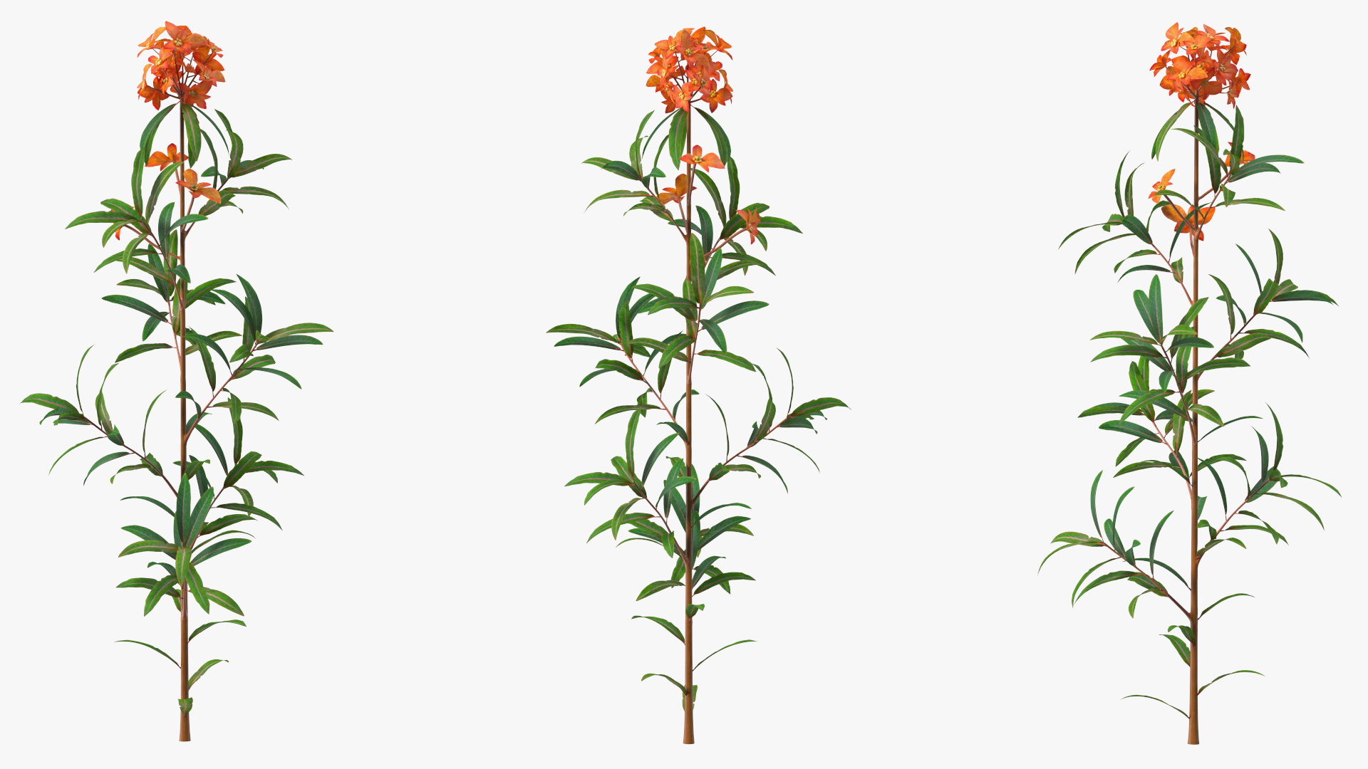 Euphorbia Griffithii Branch 3D