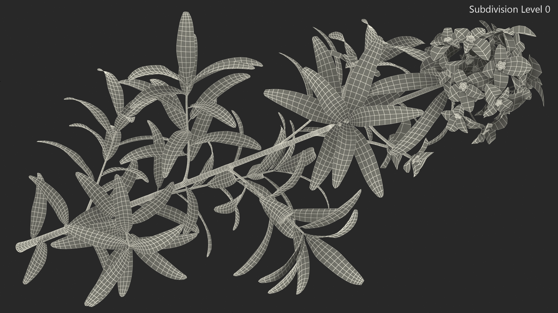 Euphorbia Griffithii Branch 3D
