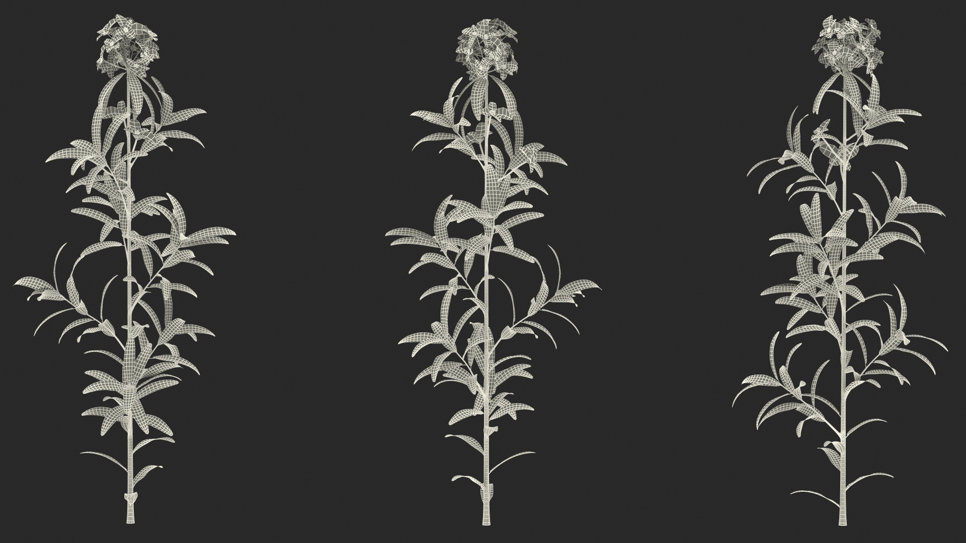 Euphorbia Griffithii Branch 3D