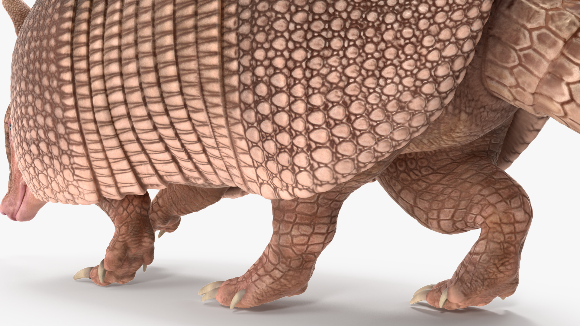 3D model Armadillo in Walking Pose Pink