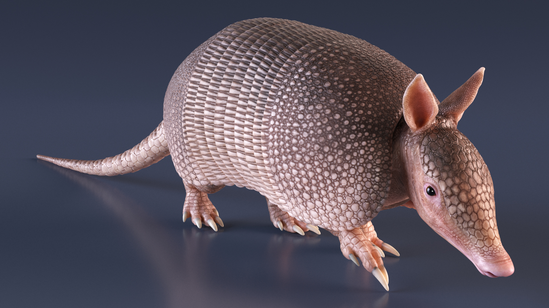 3D model Armadillo in Walking Pose Pink