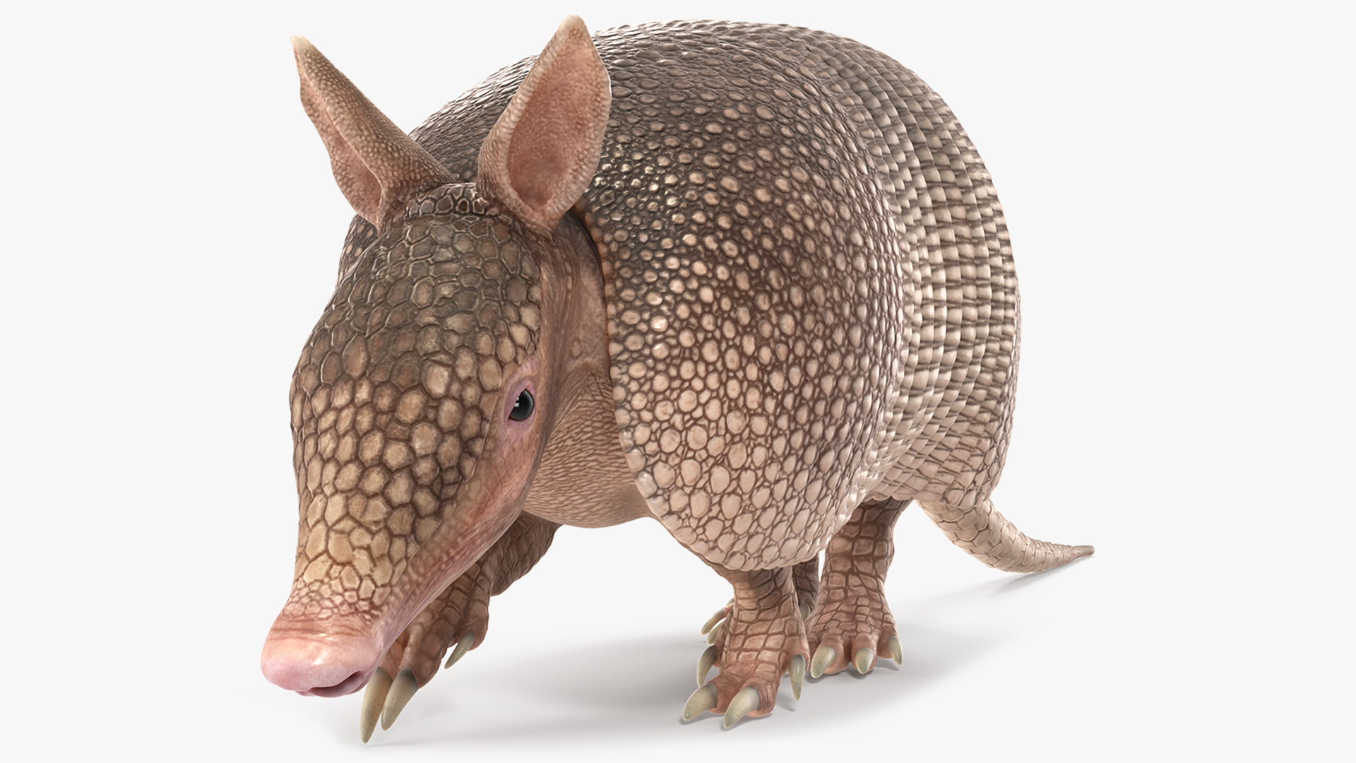 3D model Armadillo in Walking Pose Pink