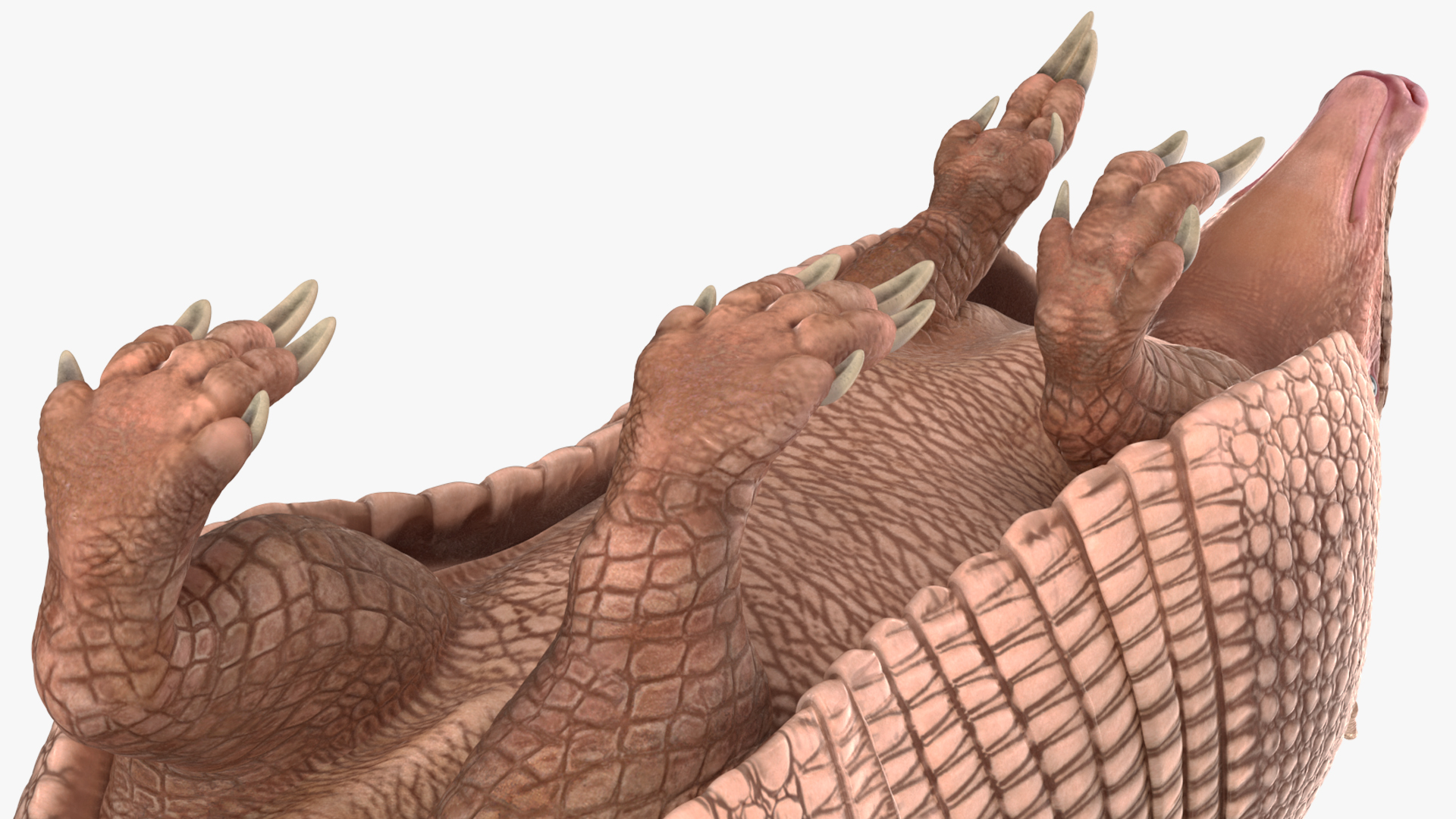 3D model Armadillo in Walking Pose Pink