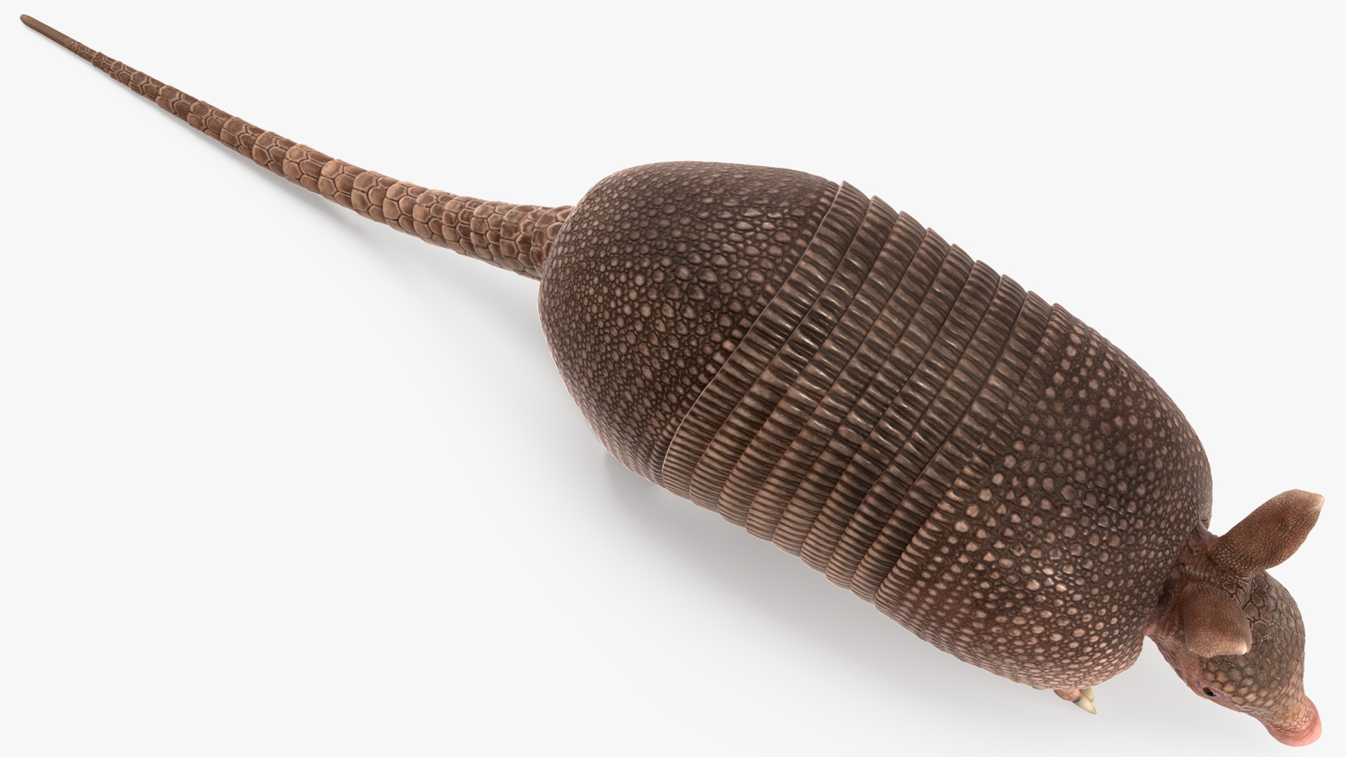 3D model Armadillo in Walking Pose Pink