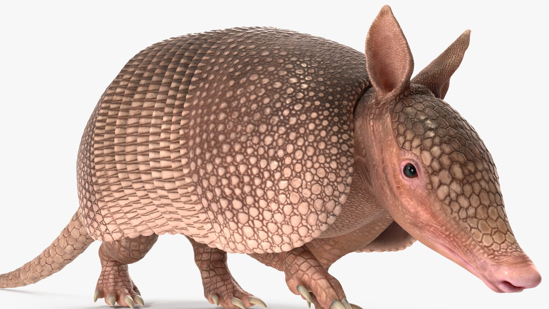 3D model Armadillo in Walking Pose Pink
