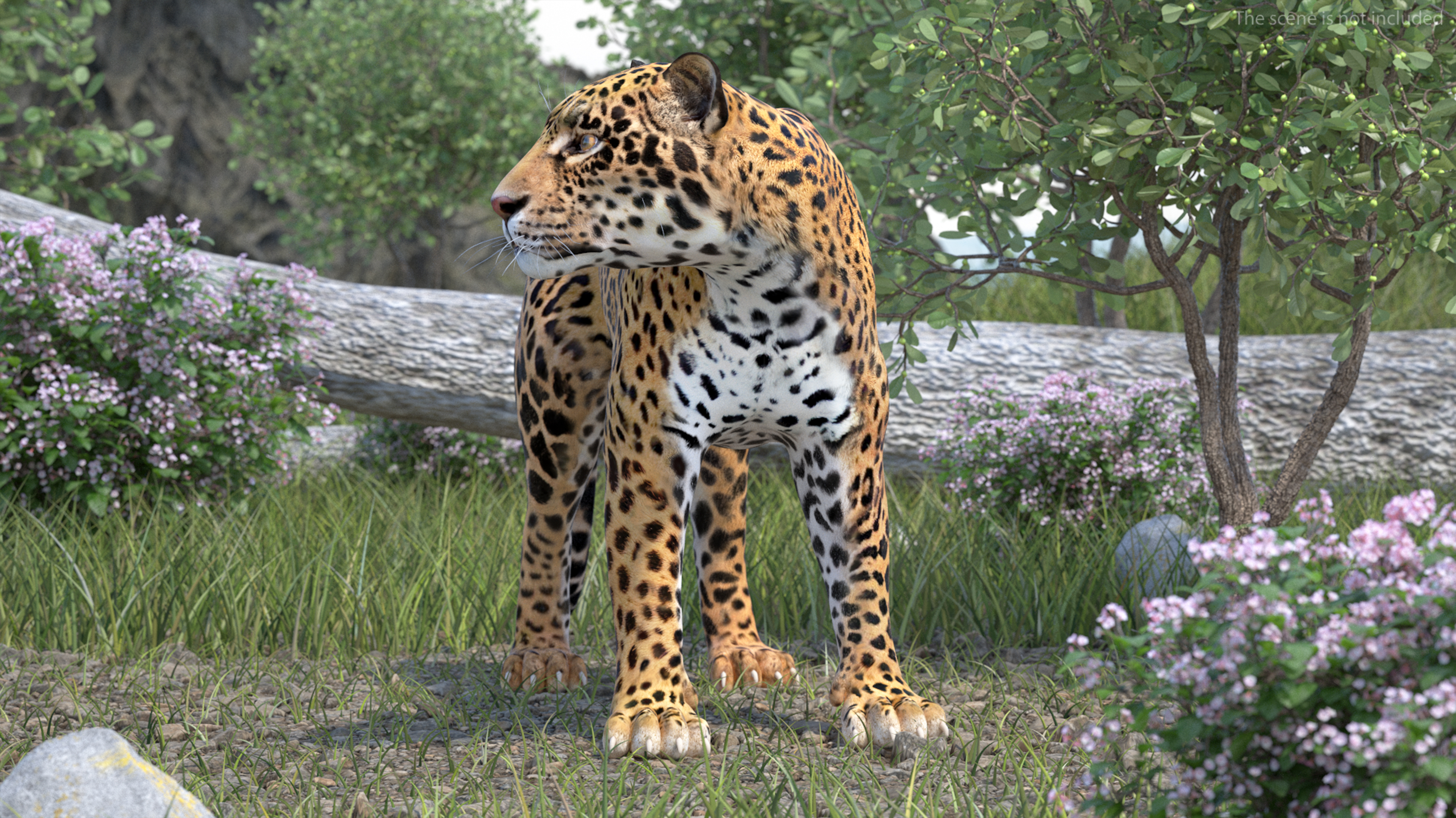 Jaguar Stand Pose 3D