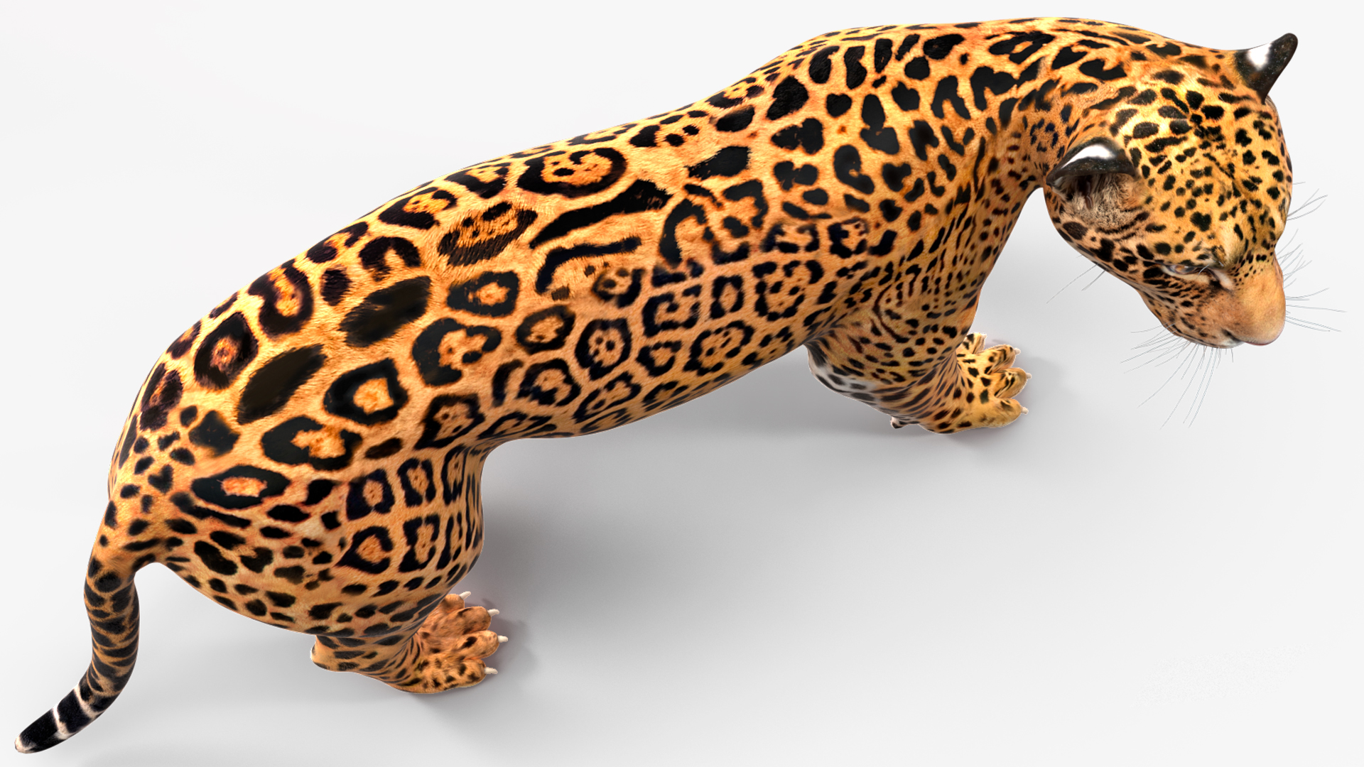 Jaguar Stand Pose 3D