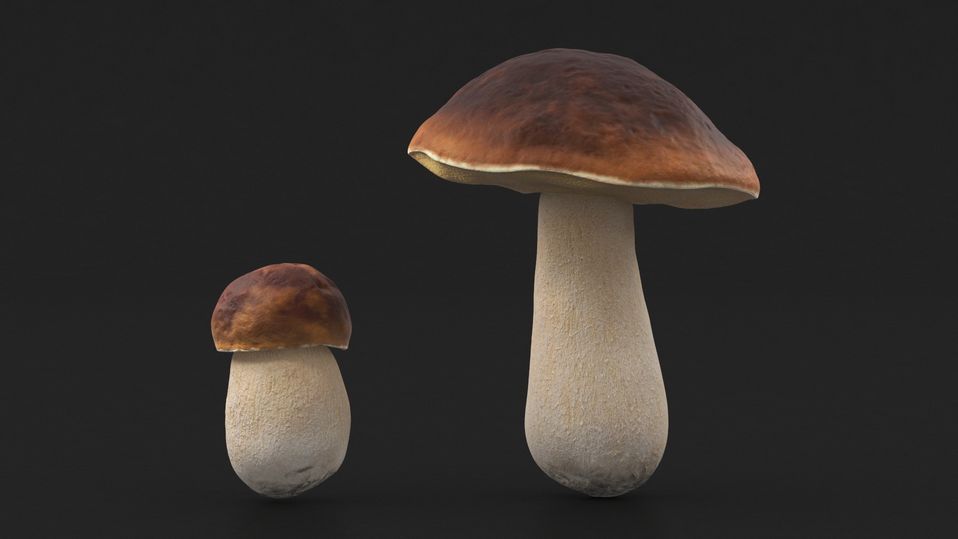 Boletus Edulis 3D model