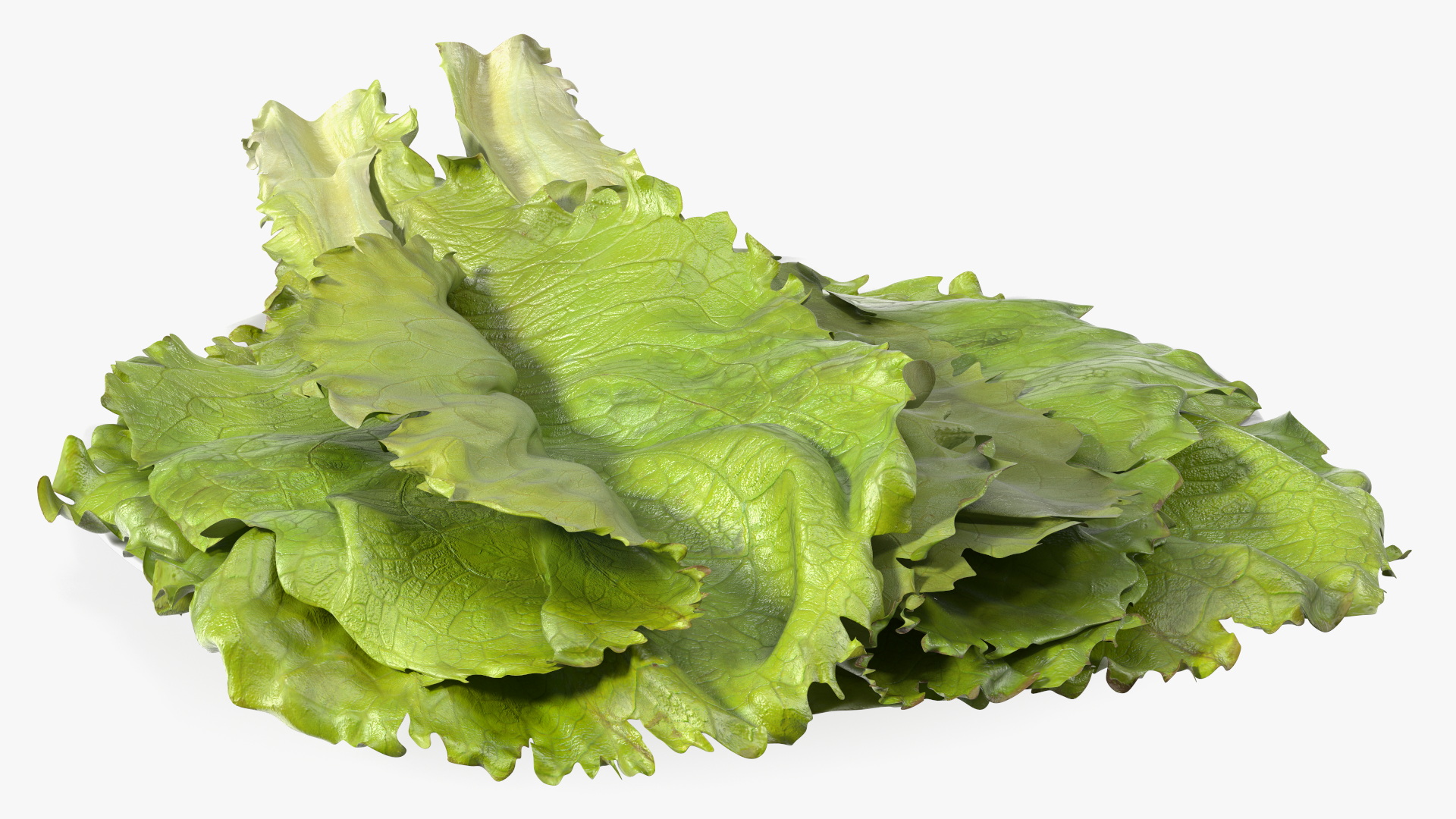 3D Lettuce Leaves on Plate model