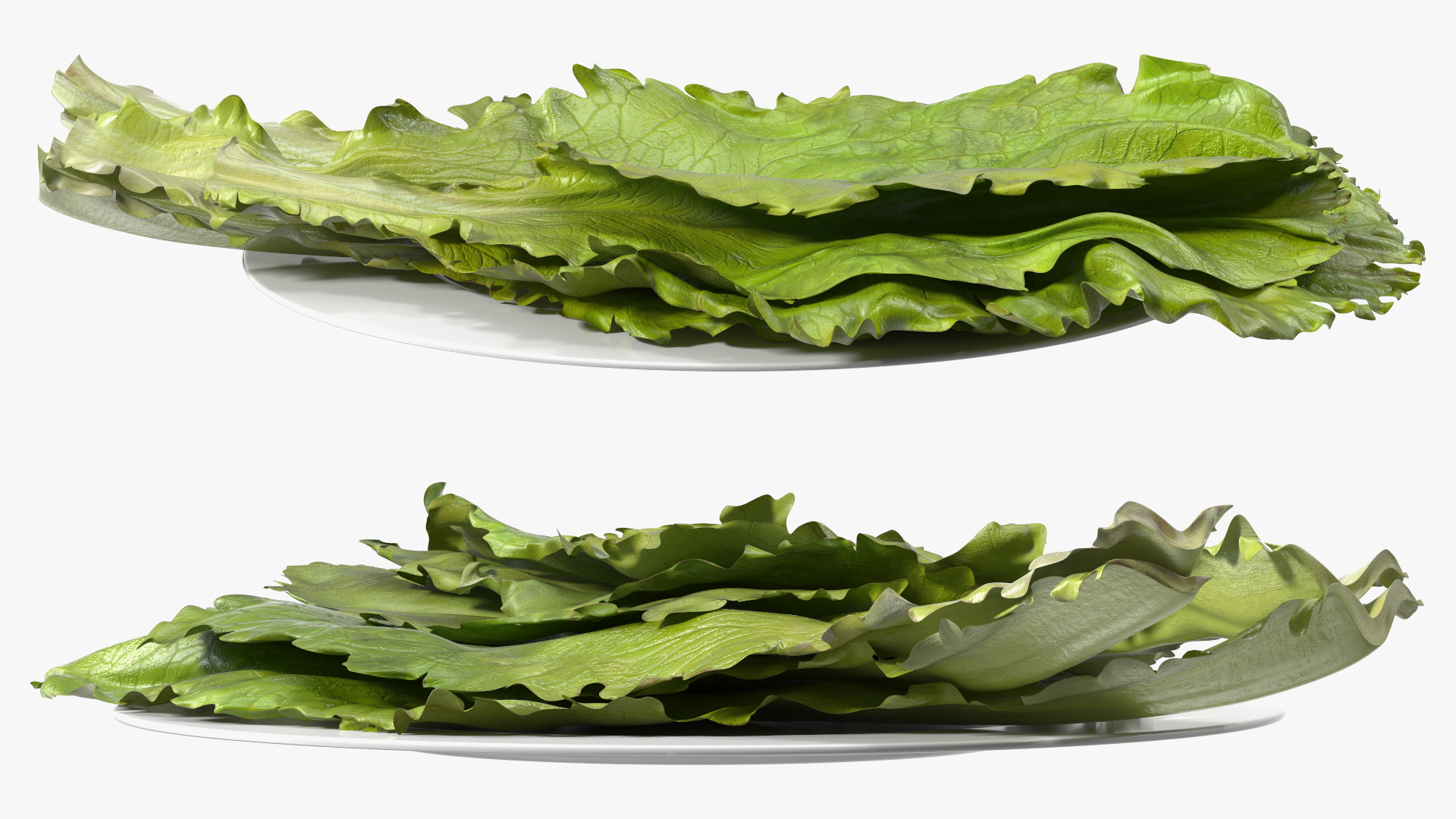 3D Lettuce Leaves on Plate model