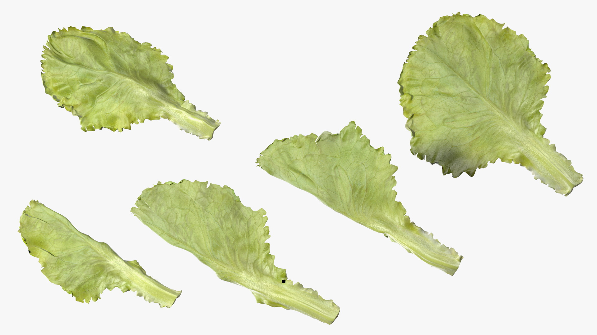 3D Lettuce Leaves on Plate model