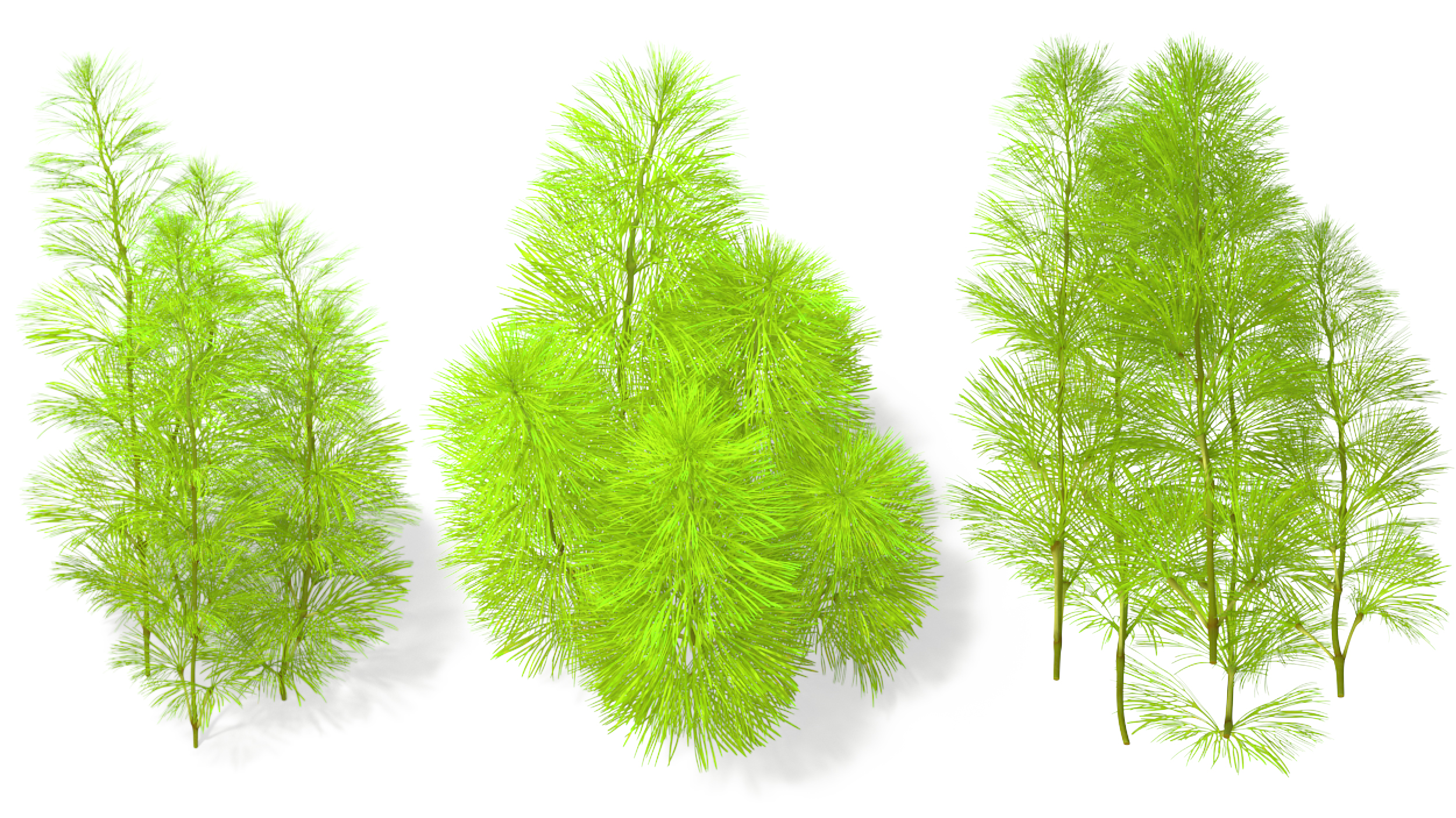 Cabomba Aquarium Plant 3D