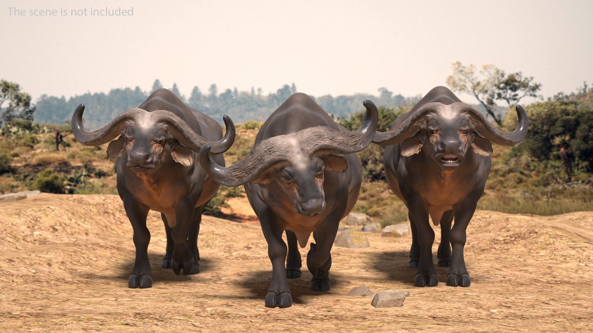 3D model African Buffalo Attacking Pose