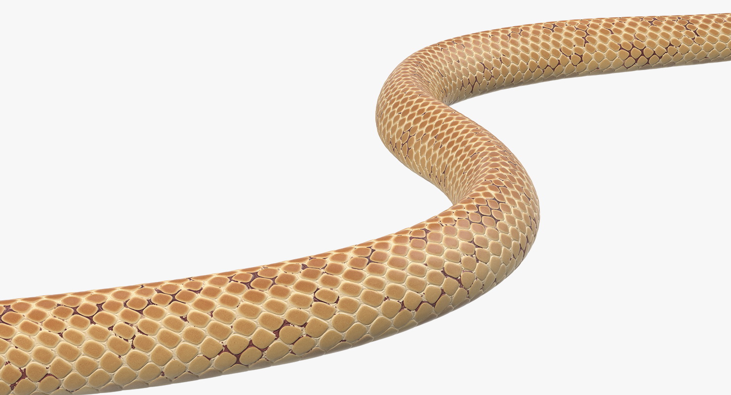 3D Light Cobra Snake Crawling