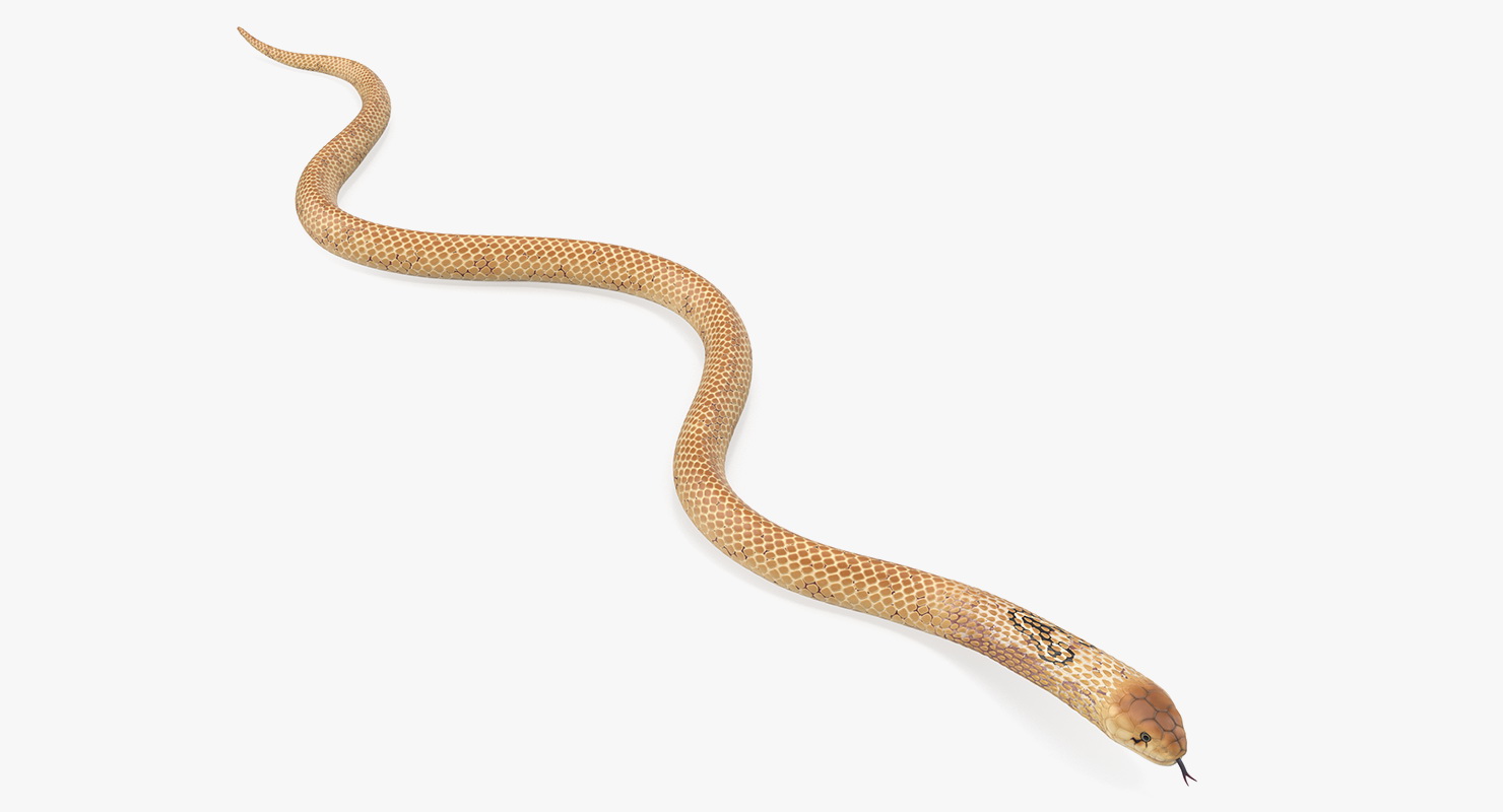3D Light Cobra Snake Crawling