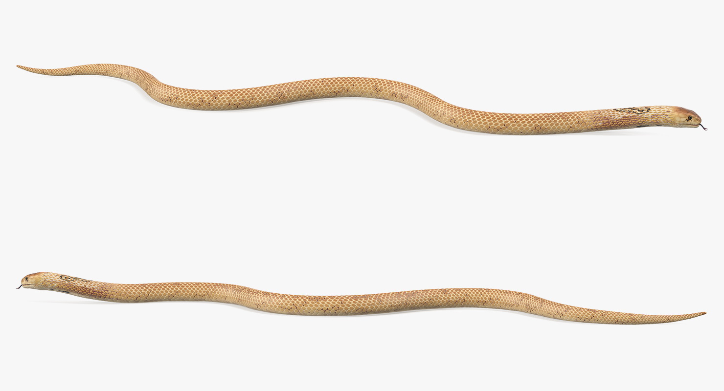 3D Light Cobra Snake Crawling