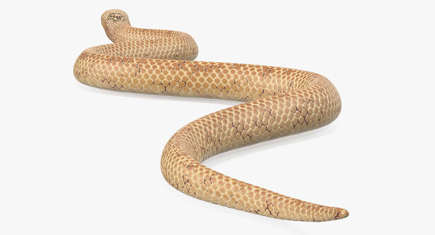 3D Light Cobra Snake Crawling