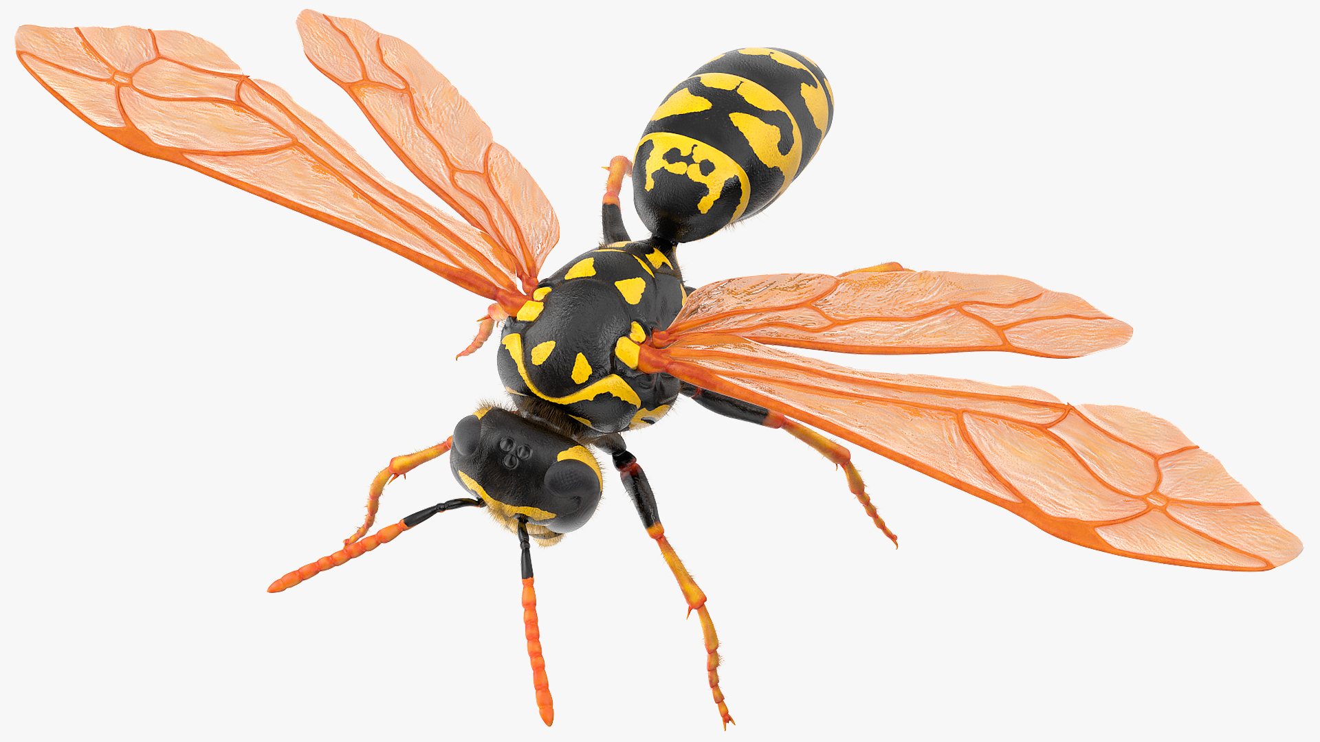 3D model Wasp Fur Rigged
