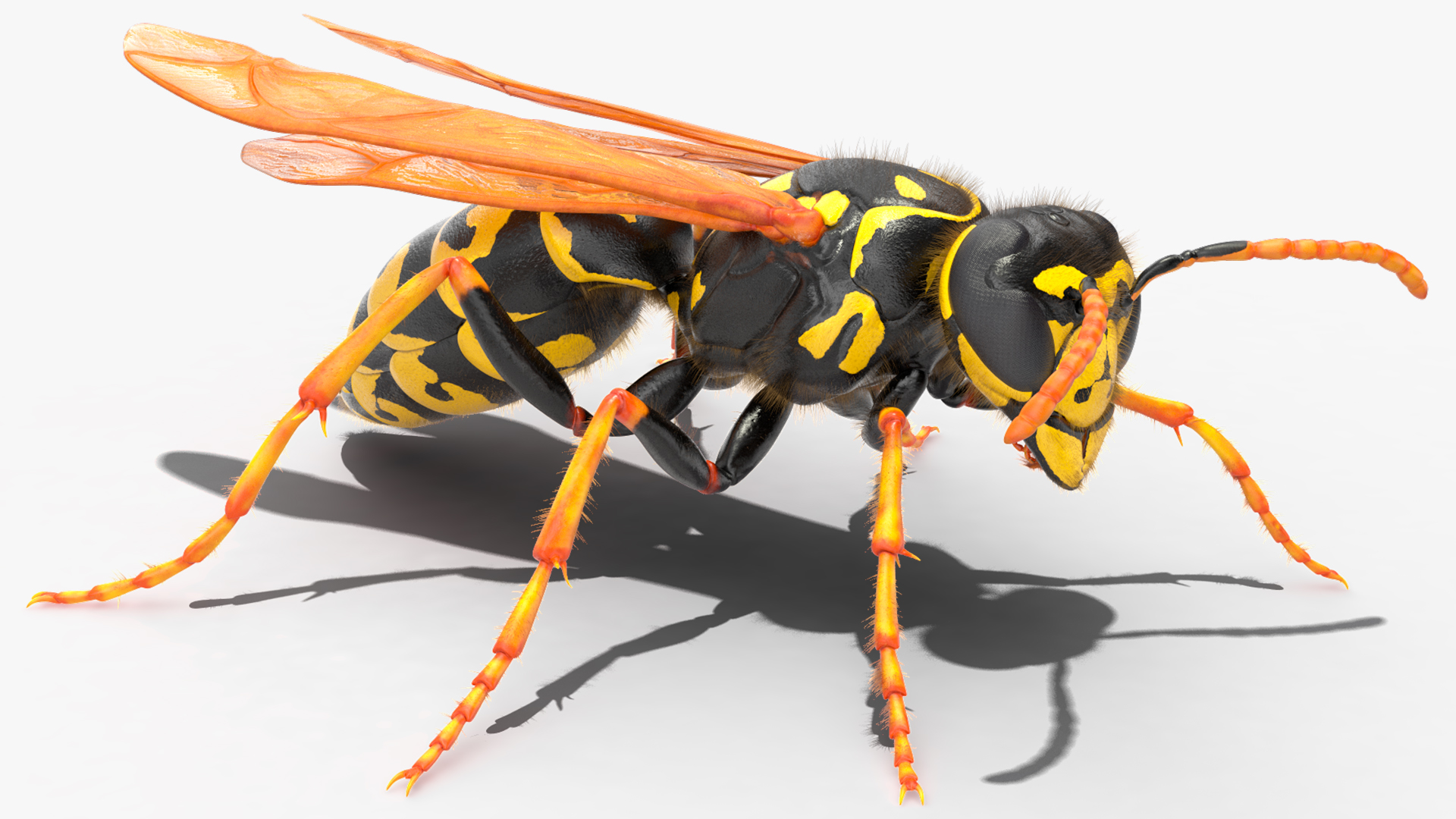3D model Wasp Fur Rigged