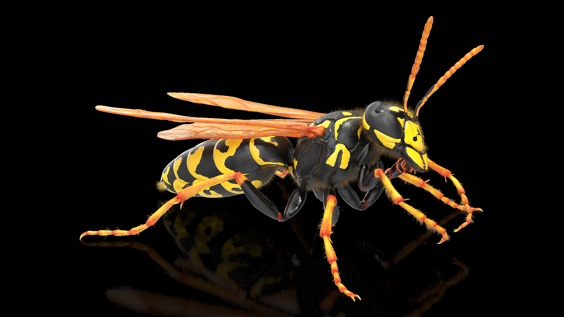3D model Wasp Fur Rigged