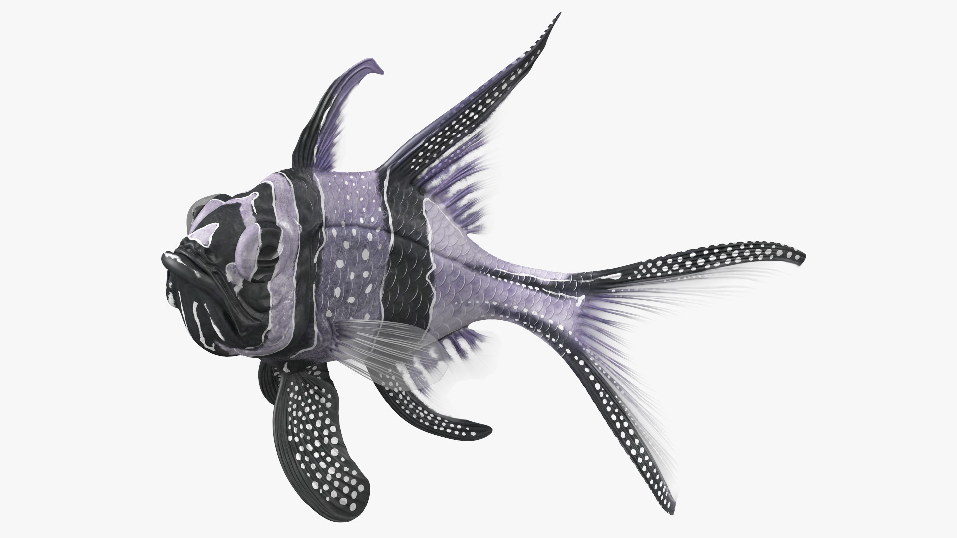 3D model Longfin Cardinalfish