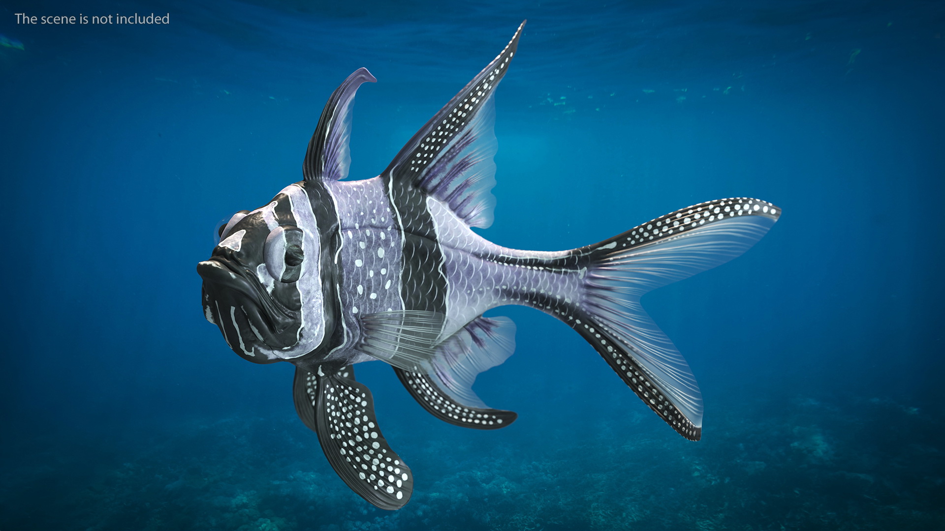 3D model Longfin Cardinalfish