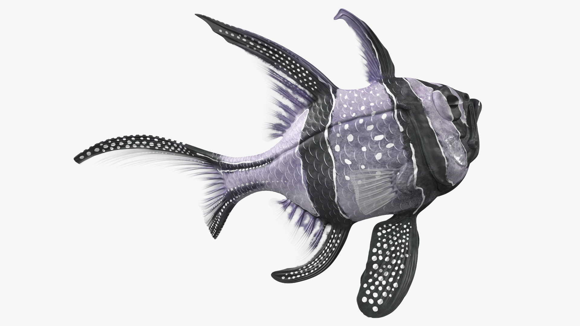 3D model Longfin Cardinalfish
