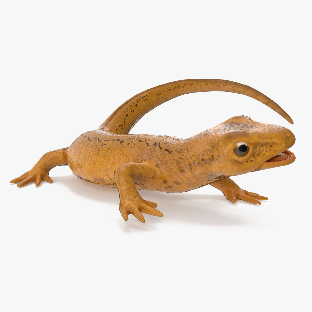 Smooth Newt Rigged for Maya 3D