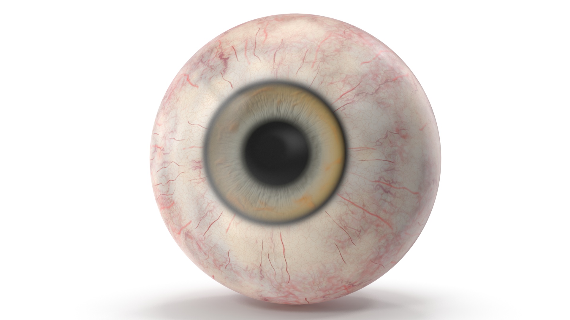 3D model Realistic Animal Eyes Set
