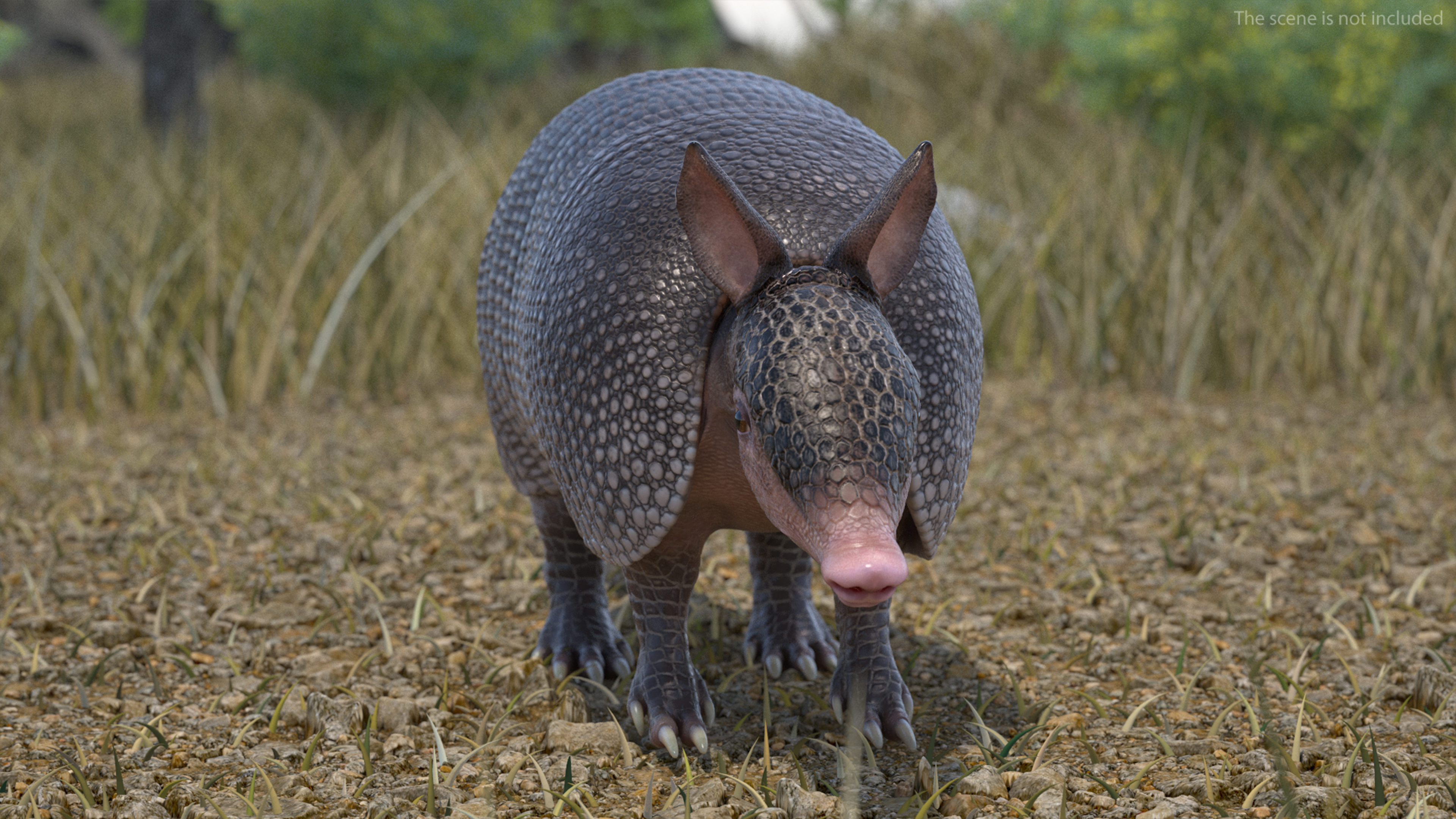 3D model Armadillo Black
