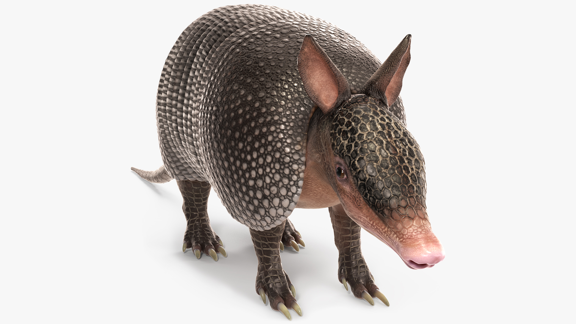 3D model Armadillo Black