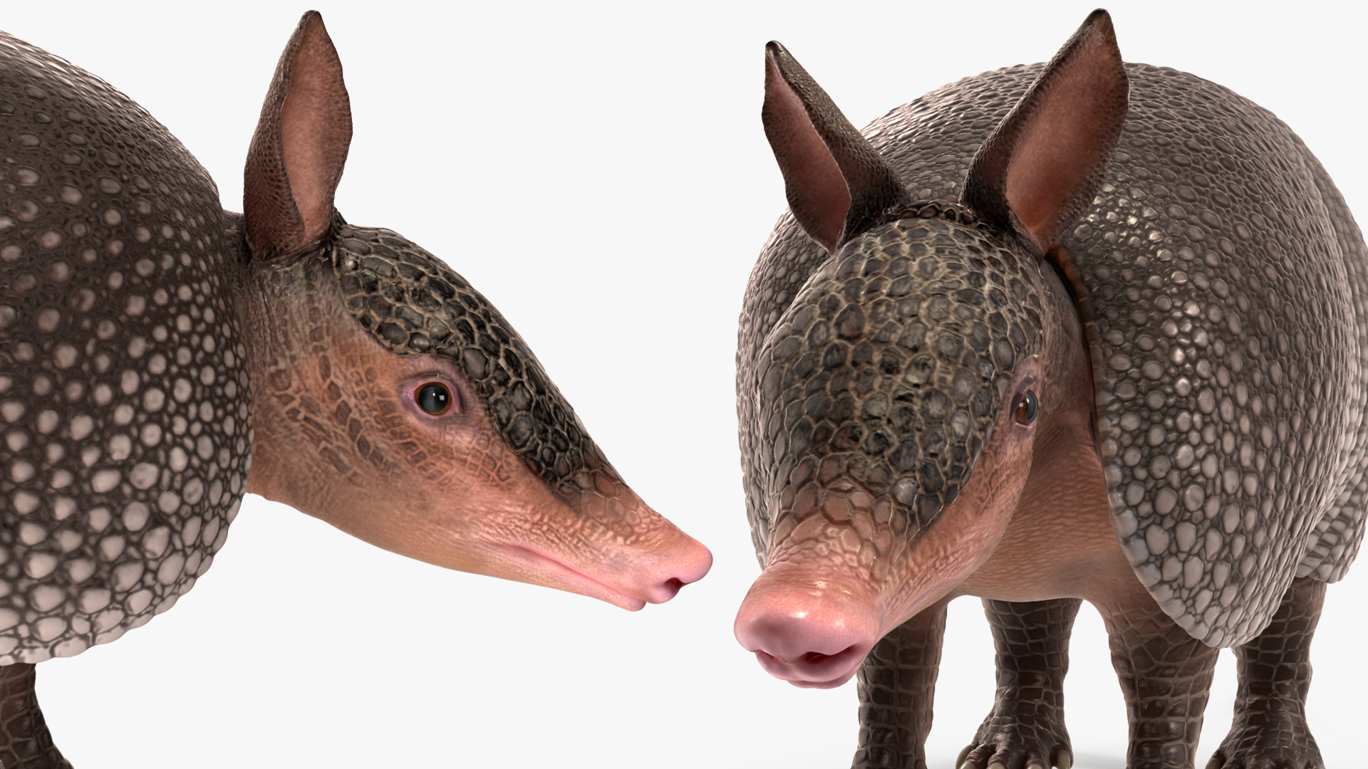 3D model Armadillo Black