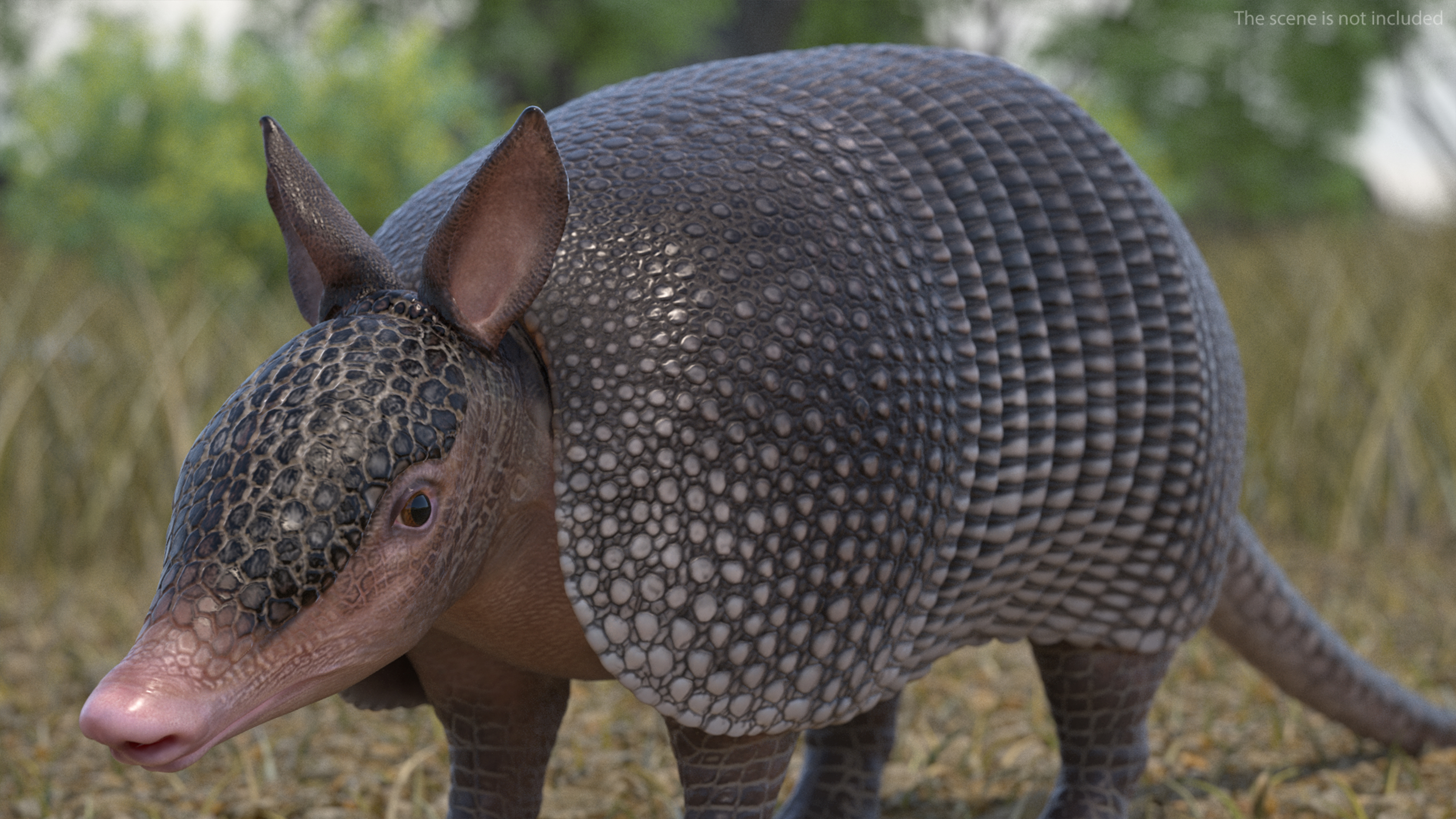 3D model Armadillo Black