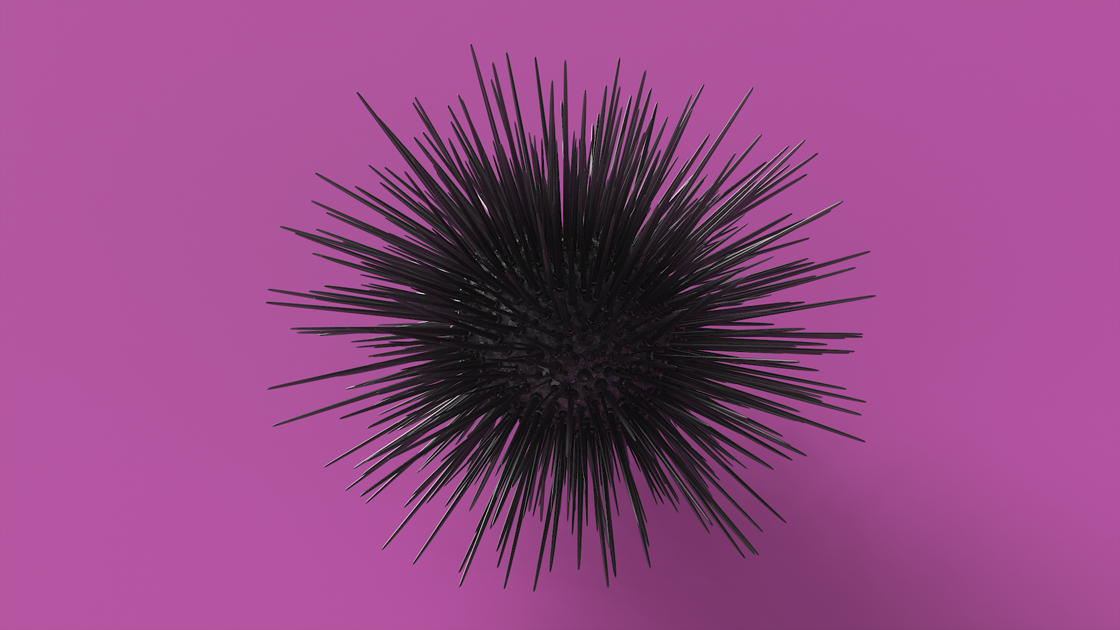3D Black Sea Urchin