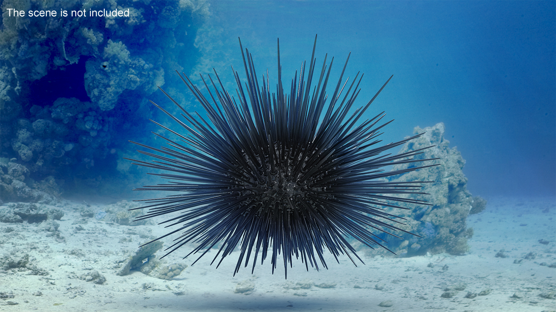 3D Black Sea Urchin