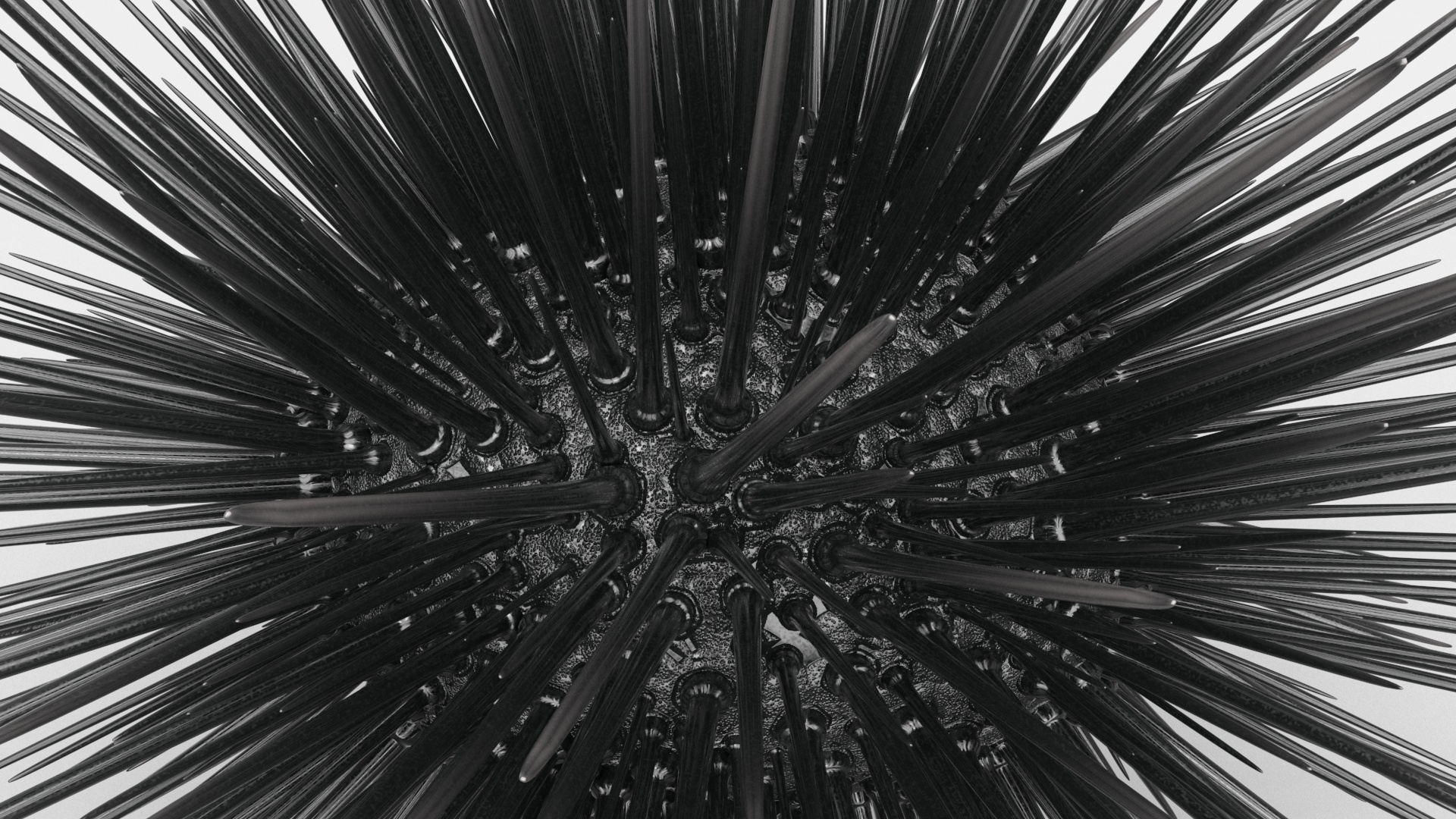 3D Black Sea Urchin