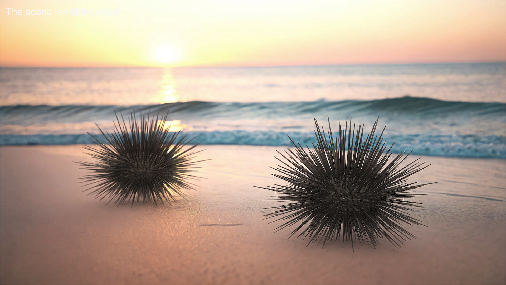 3D Black Sea Urchin