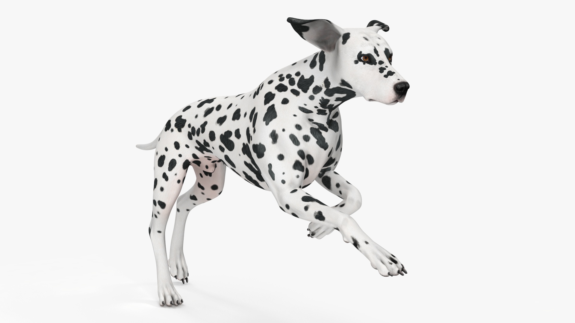 Running Spotted Dalmatian Dog 3D model