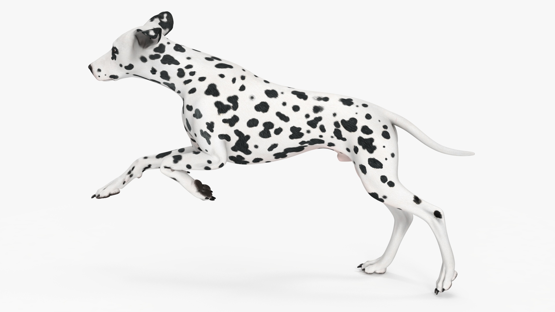 Running Spotted Dalmatian Dog 3D model