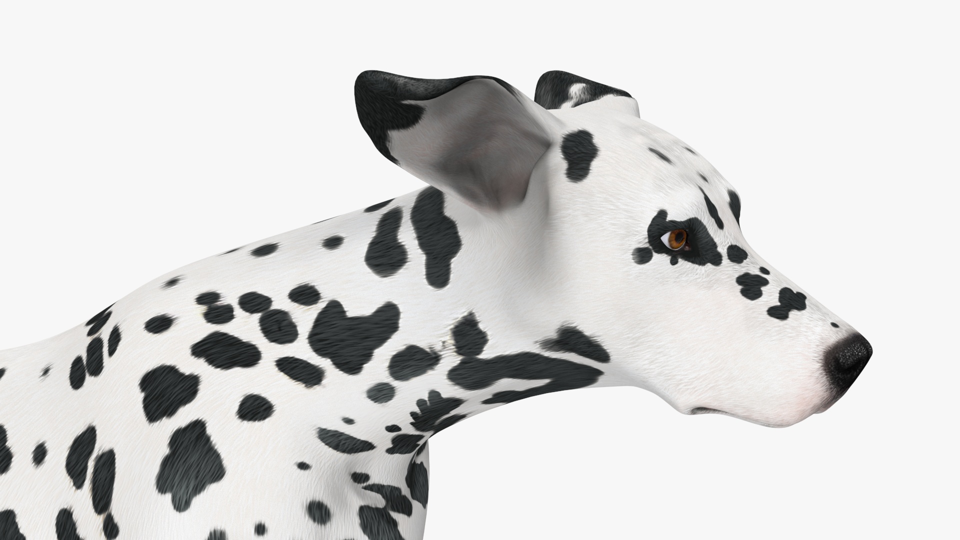 Running Spotted Dalmatian Dog 3D model