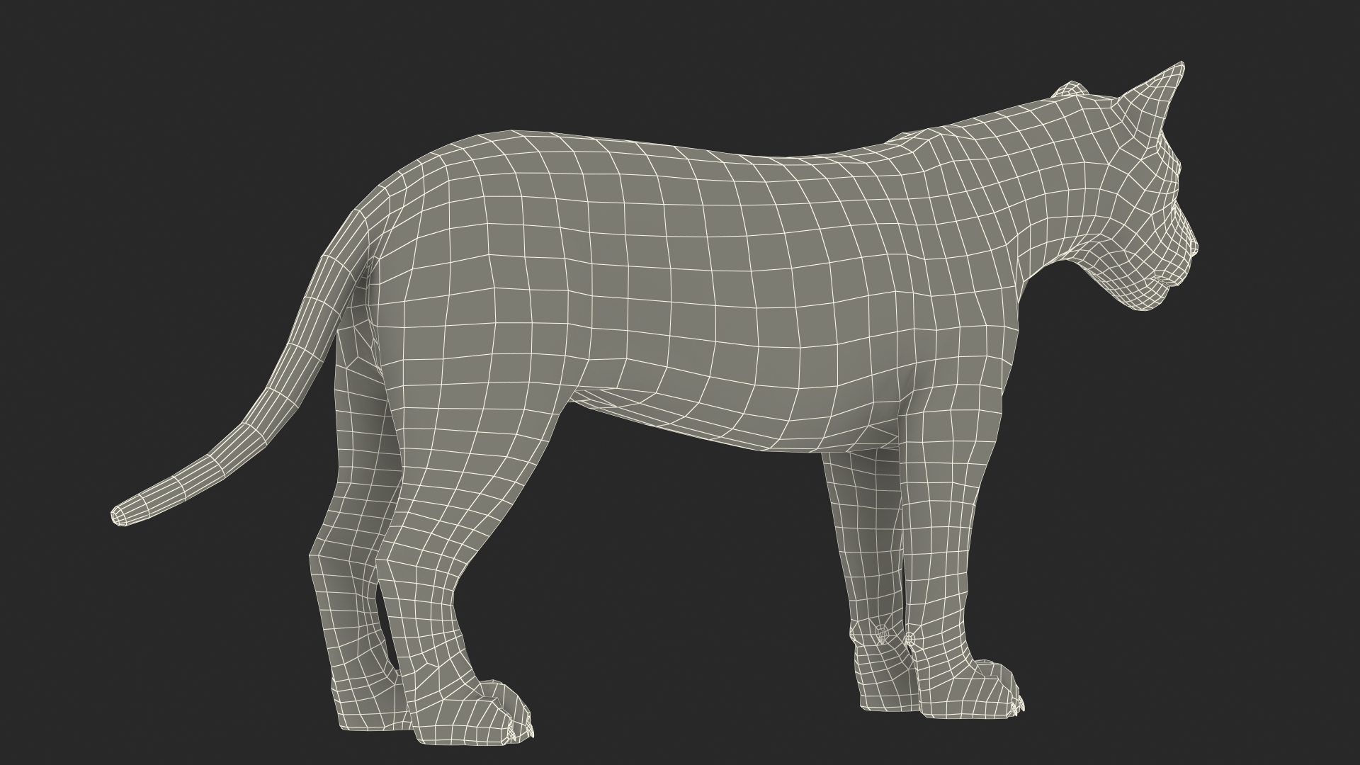 Male White Lion Fur 3D model
