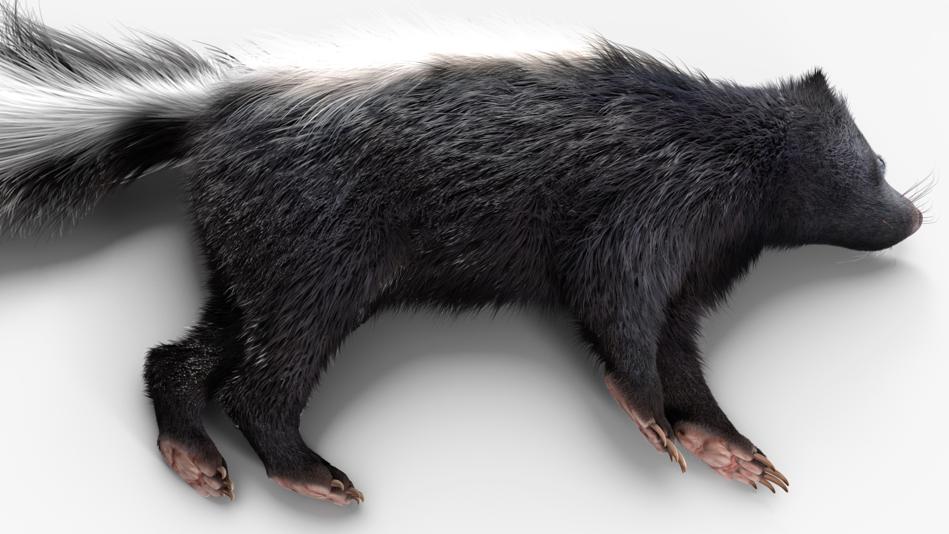 3D model Skunk Lying Fur