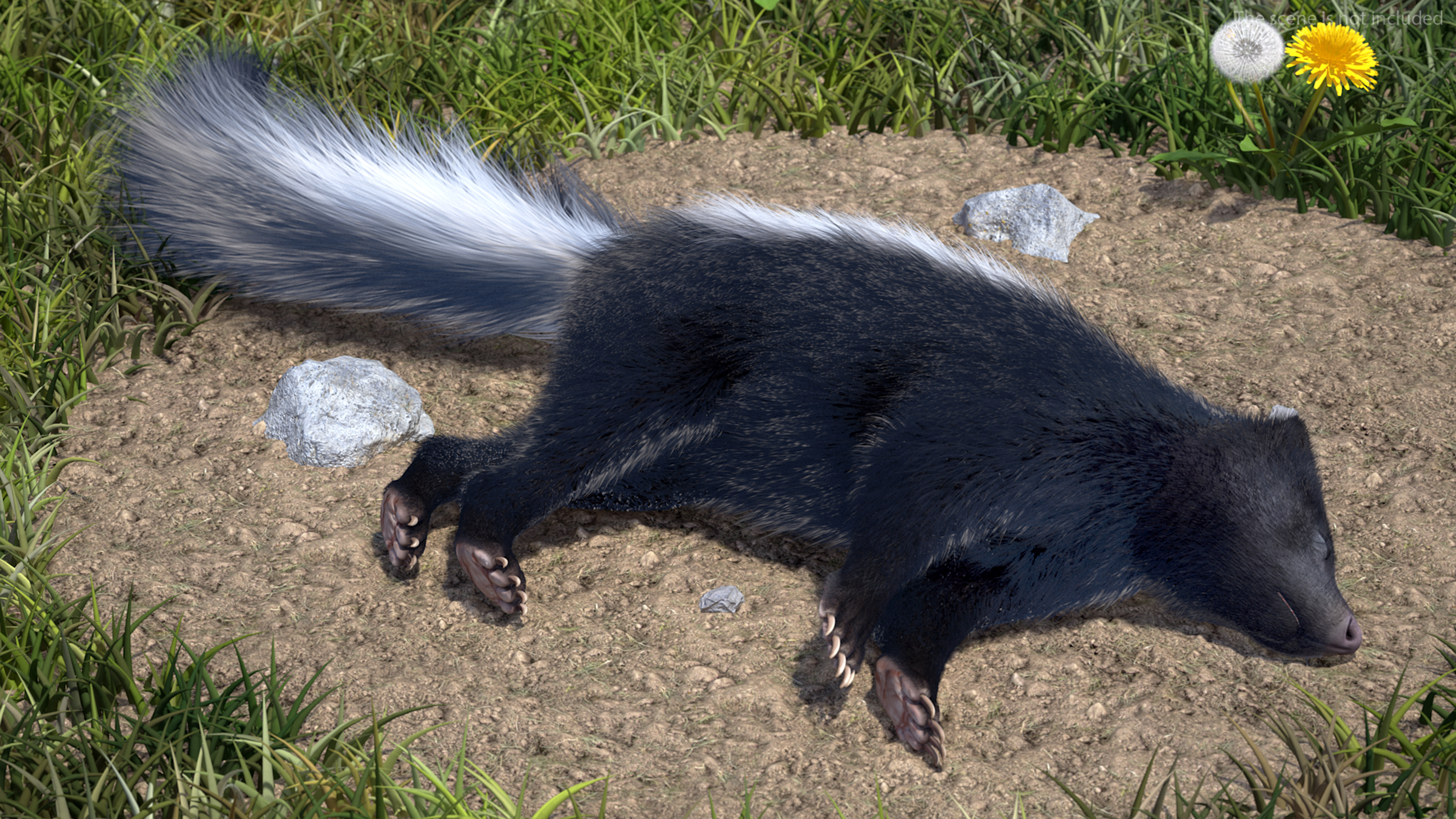 3D model Skunk Lying Fur