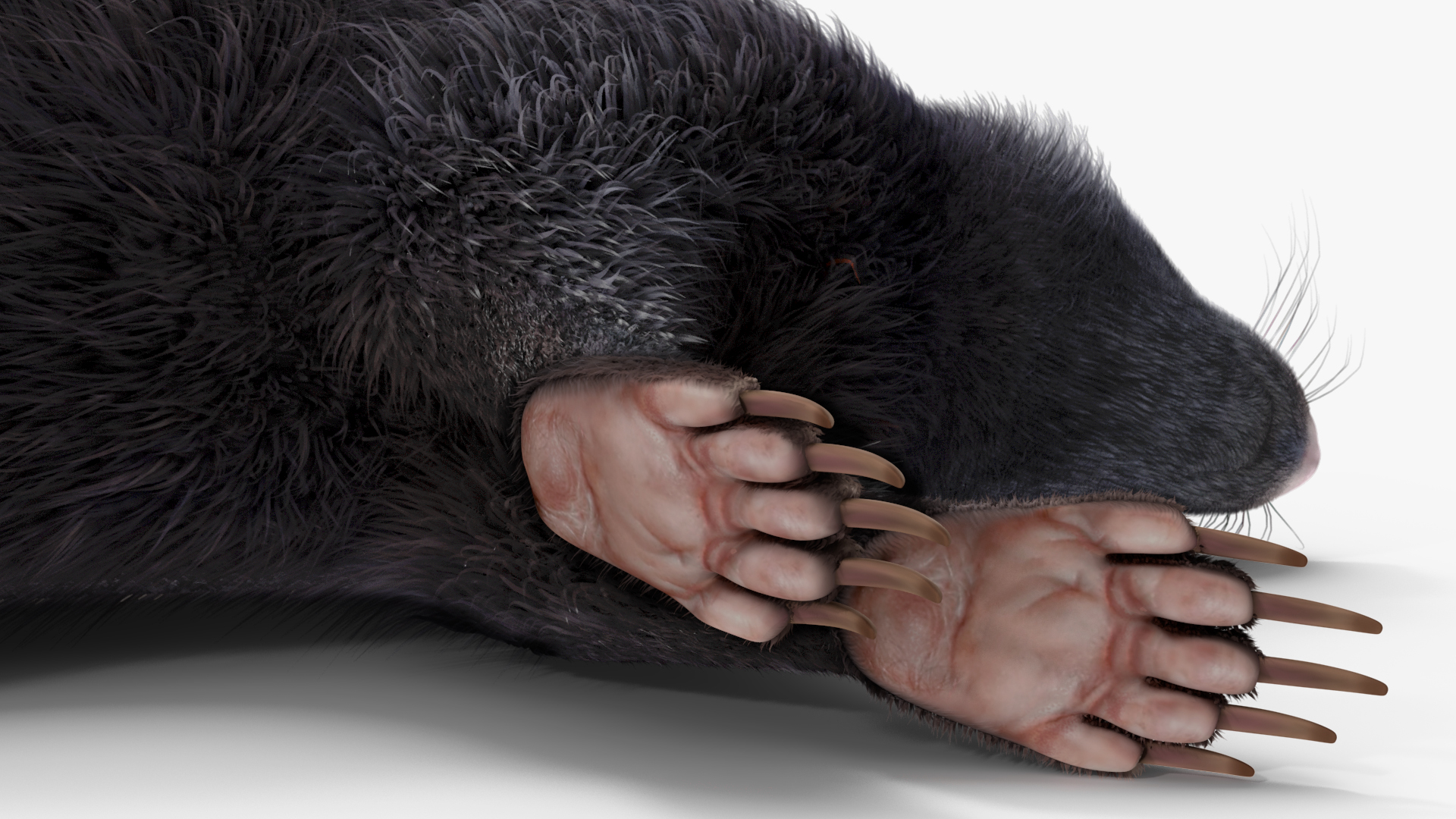 3D model Skunk Lying Fur