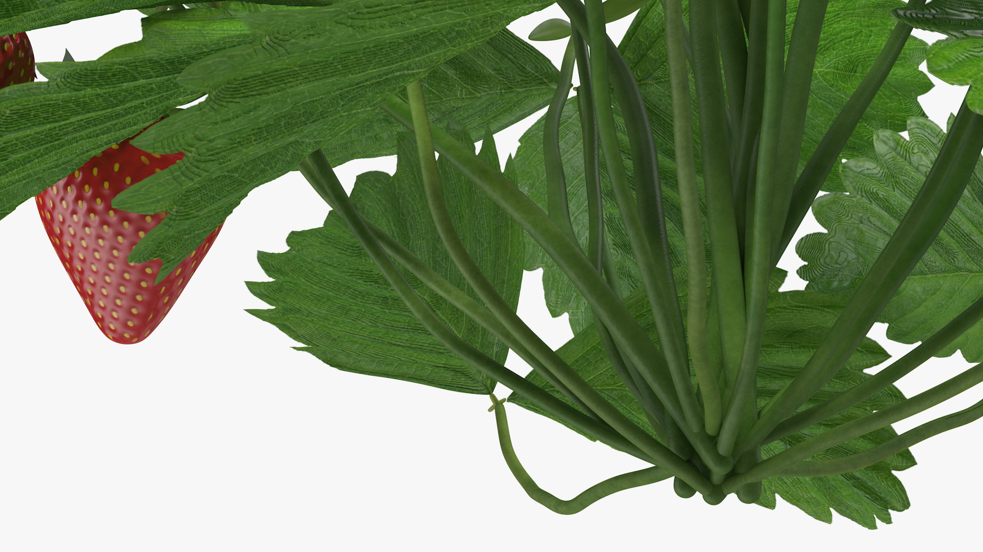 3D model Bush of Strawberry Plant with Fruits Set