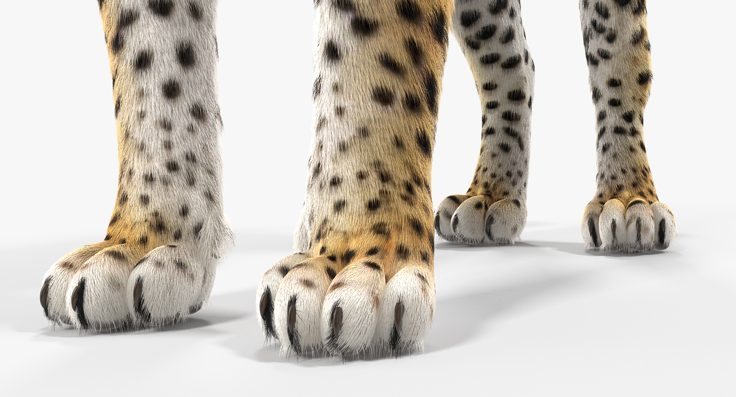 3D Leopard Rigged with Fur model
